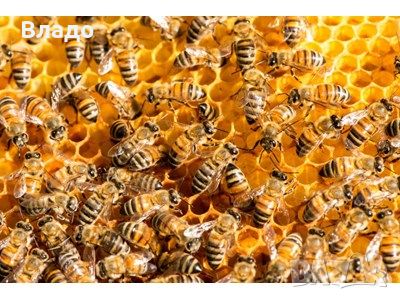Пчелни отводки Дадан Блад, Многокорпосни, фарар, снимка 1