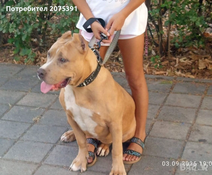 Американско були xl, снимка 1