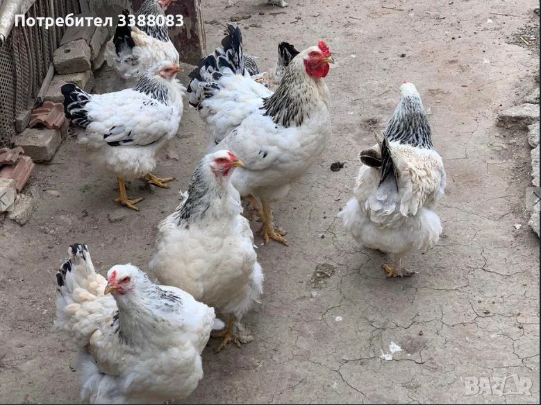 яйца от Пекински патици, Катуснки кокошки и Брами, снимка 1