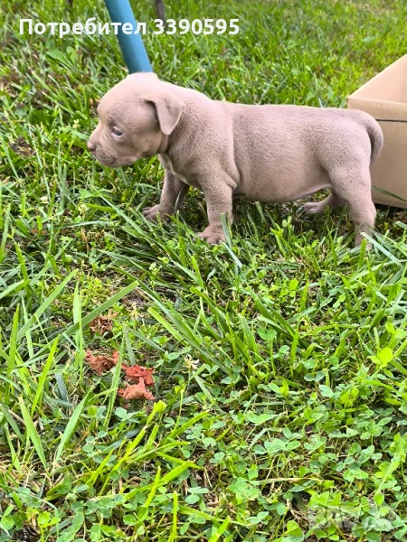 Американско були покет момиче , снимка 1