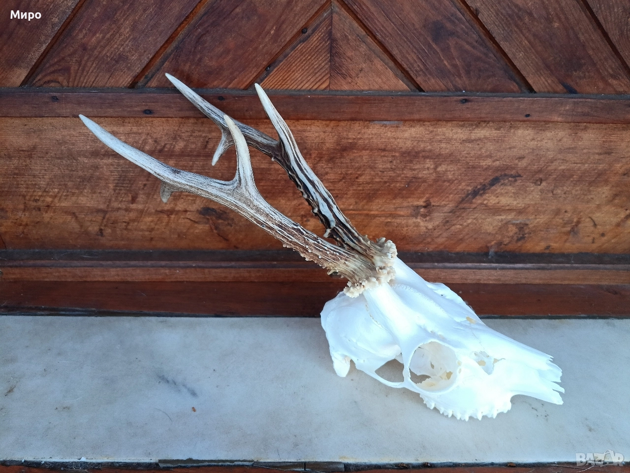 Трофей от сръндак.Рога., снимка 1