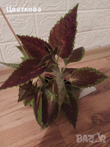 6 копривки по 1 евро + отстъпка и подарък, снимка 5 - Стайни растения - 53692920