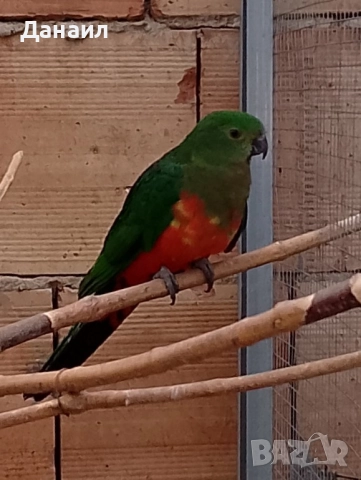 кралски папагал-женска, снимка 2 - Папагали - 52686471