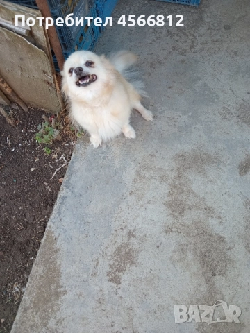 Немски шпиц 