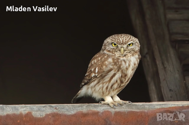 Дигитални авторски фотографии на природа(птици, бозайници, пеперуди, влечуги, земноводни и др.), снимка 14 - Други - 53943304