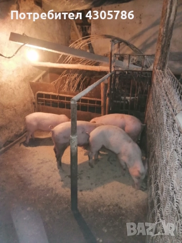 Малки прасета, снимка 3 - Прасета - 49519207