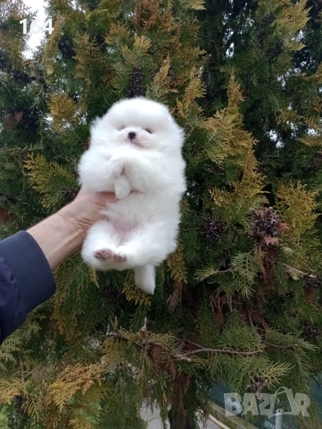 Женски бял Померан. Реални снимки от 28.02.26 г. , снимка 5 - Померан - 53626869