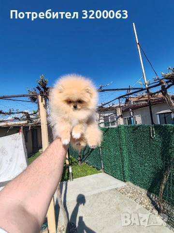 Померан мини размер мъжко.