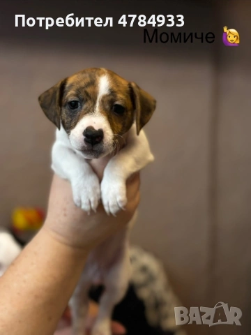 Продавам бебета Джак Ръсел, снимка 4 - Джак ръсел териер - 54059248