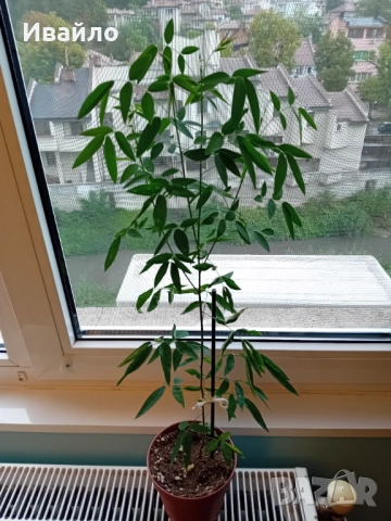 Касия - Cassia corymbosa, снимка 2 - Стайни растения - 51553476