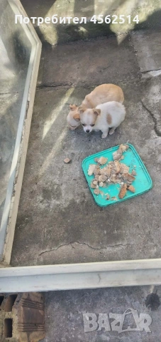 Продавам пинчери на 3 месеца и половина, снимка 5 - Пинчер - 53394214