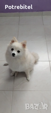 Померан мини шпиц