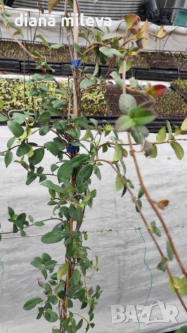 Жасмин, Trachelospermum Jasminoides, вечнозелен, студоустойчив, снимка 16 - Градински цветя и растения - 44919994