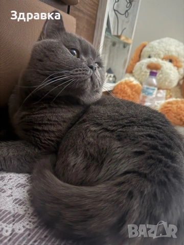 мъжки британец за разплод, снимка 2 - Британска късокосместа - 53280879