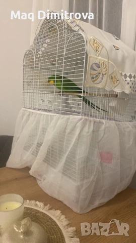 Продавам папагал, снимка 2 - Папагали - 53482344