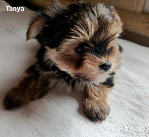 Йоркширски териер