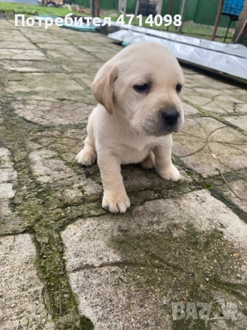 Бебета Лабрадори, снимка 3 - Лабрадор ретривър - 53302211