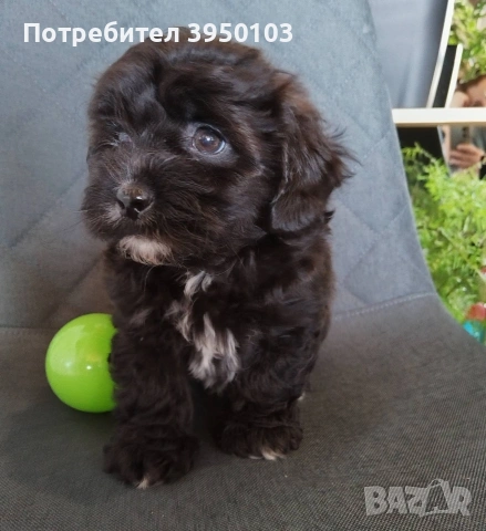 Shih poo/Mini poodle , снимка 2 - Пудели - 54302563