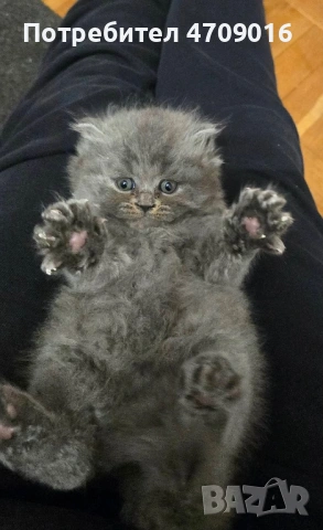 Плюшена магия в два цвята: Елитно Британско облаче и Шотландско слънчице!" 👑🐾, снимка 4 - Британска късокосместа - 53098759