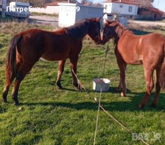 Търся кобили 