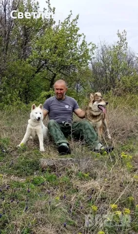 женски кученца западно сибирска лайка , снимка 1