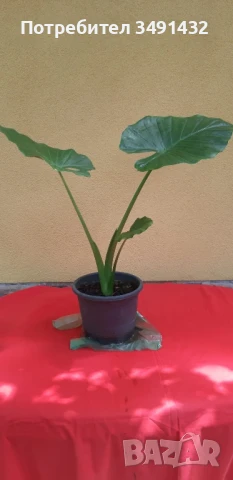 Цвете/Трилистник