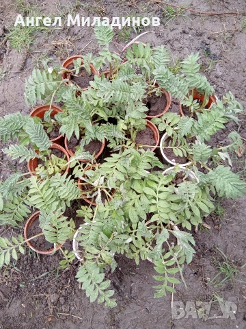 Левзея, снимка 5 - Градински цветя и растения - 54169114