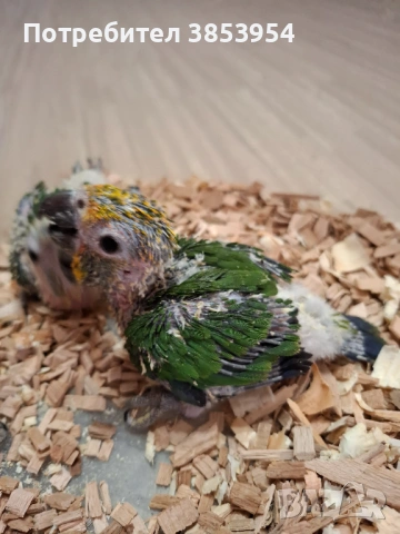 Аратинга - Яндая - бебета , снимка 5 - Папагали - 54079961