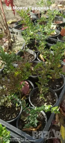 Лоницера "Нитида" , снимка 3 - Градински цветя и растения - 49766487