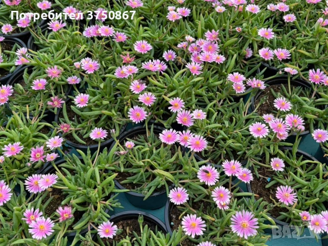 🌿🌸 Делосперма/Delosperma