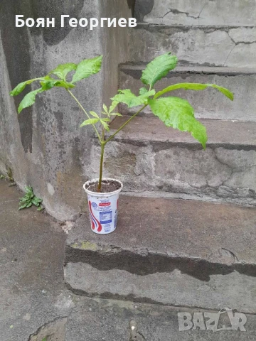 Кестен фиданки - Конски, див кестен 