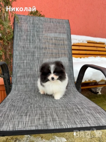 Померан мини момче. Померанче, снимка 6 - Померан - 53350490