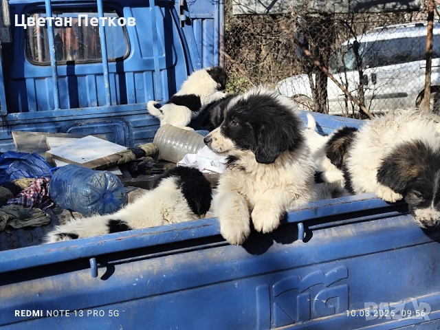 Каракачанки , снимка 4 - Каракачанска овчарка - 53824782