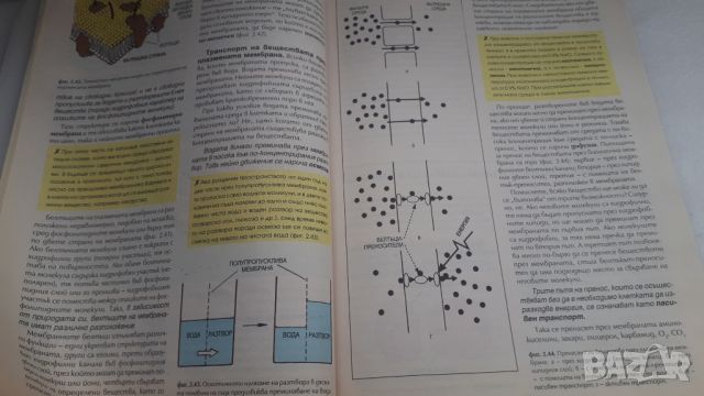Учебник Биология 9 клас Булвест 2000, снимка 7 - Учебници, учебни тетрадки - 45081442