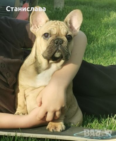 френски булдог /French Bulldog, снимка 1 - Френски булдог - 44400276