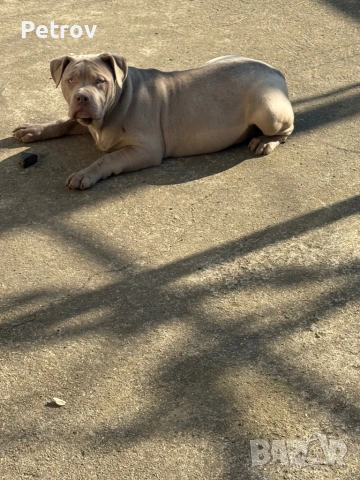 Американско були, снимка 3 - Питбул - 51911928