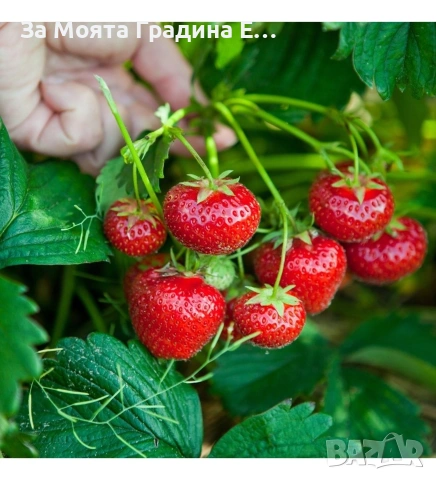 Ягоди 3 сорта