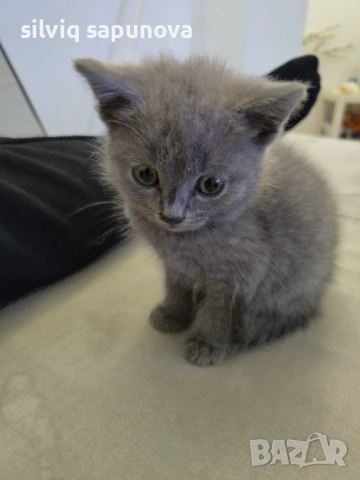 Търсим дом на чистокръвни котета