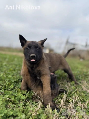 Чистокръвни белгийски овчарки