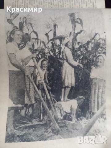 Знаме на комунизма.1965 г.