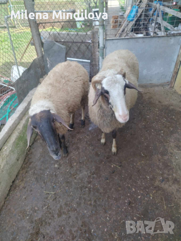 Продавам един коч и две овце, снимка 5 - Овце - 44513897
