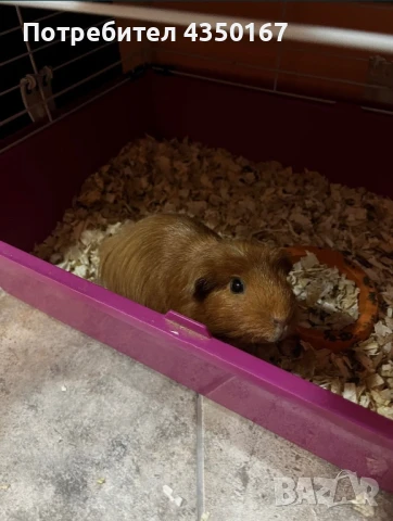 Здравейте!Продавам женско морско свинче , снимка 1