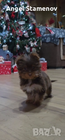 Йорки бивер мини шоколадово момченце!, снимка 10 - Йоркширски териер - 52827229