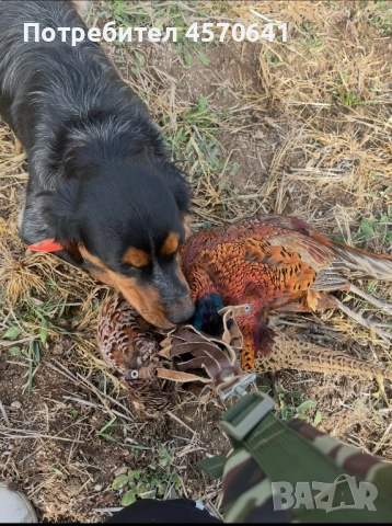 Подарявам малки кученца Епаньол Бретон , снимка 3 - Други - 51468131