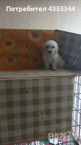 Малтийска болонка , снимка 1