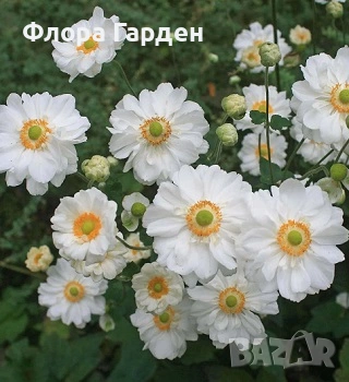 МНОГОГОДИШНИ ЦВЕТЯ - Коренища- ПРЕДВАРИТЕЛНИ ПОРЪЧКИ, снимка 3 - Градински цветя и растения - 53650042