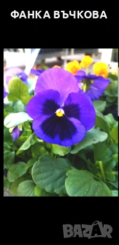 РАЗСАД ТЕМЕНУЖКИ, снимка 9 - Градински цветя и растения - 53864705