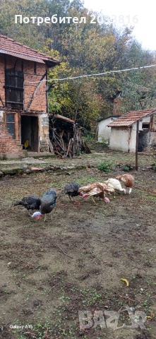 Пуйки-Мисирки