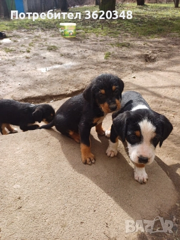 Ловни кучета, снимка 2 - Гонче - 53439326