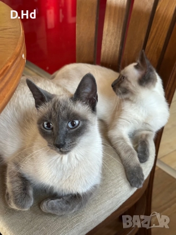 Сиамски котета, снимка 5 - Сиамска - 51604396